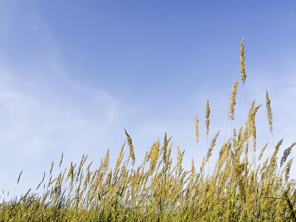 Graminées et ciel bleu — Photo