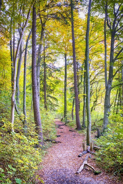 Stezka s listí v lese na podzim — Stock fotografie