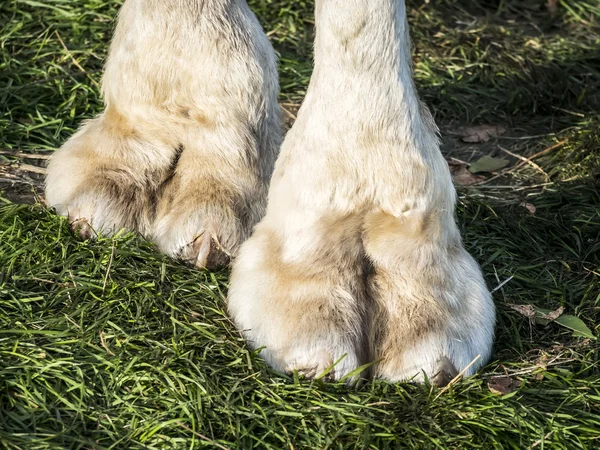 Pieds de chameau — Photo