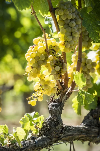 Grapevin Tuscany — Stock Photo, Image