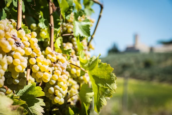 Grapevin Tuscany — Stock Photo, Image