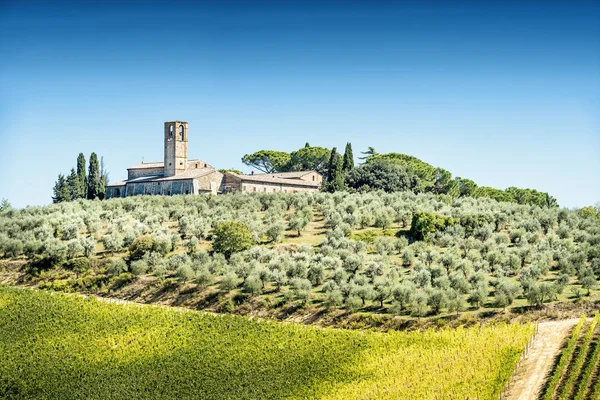 Olive trees with old building — Stock Photo, Image