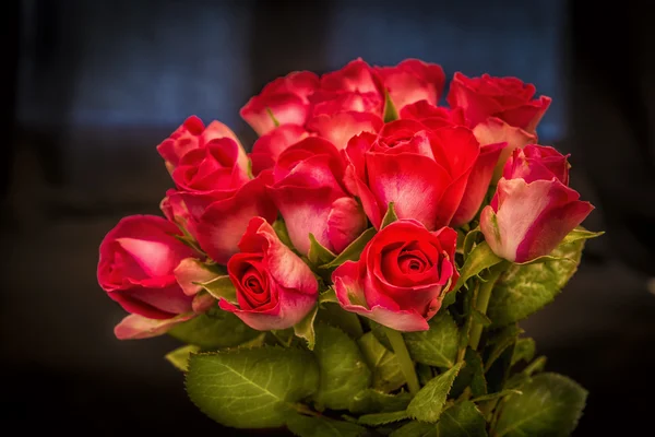 Rosas. —  Fotos de Stock