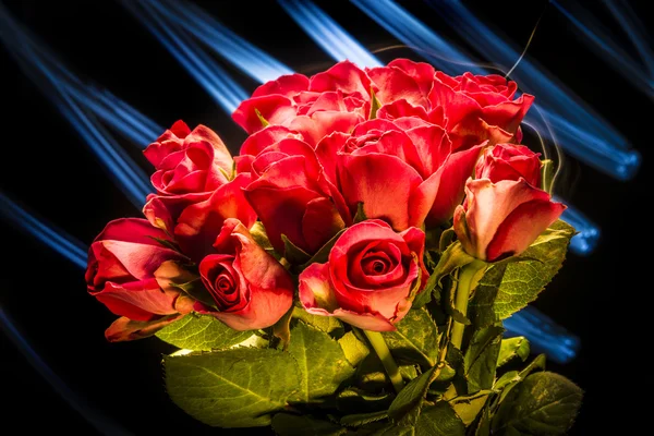 Roses with lights — Stock Photo, Image