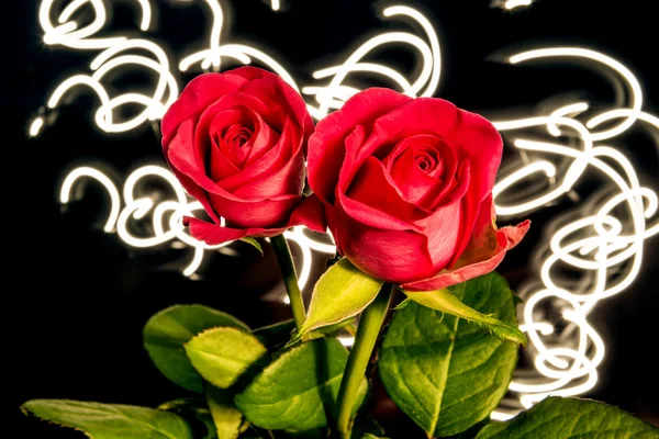 Roses with lights — Stock Photo, Image