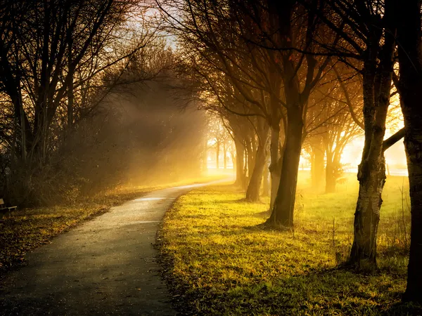 Trees with sunbeams — Stock Photo, Image