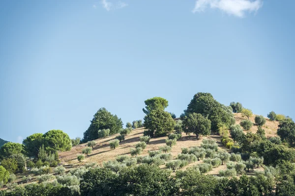 Hill with olive trees — Stock Photo, Image