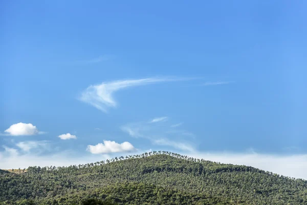 Trädbevuxen kulle Toscana — Stockfoto