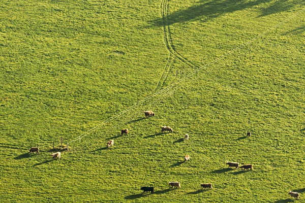 群的母牛 — 图库照片