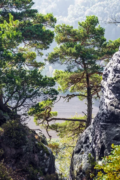 Trees in Saxon Switzerland — Stock Photo, Image