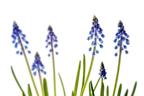 Grape hyacinth — Stock Photo, Image