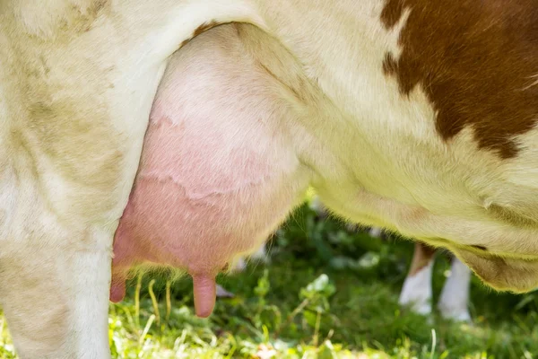 A cow udder — Stock Photo, Image