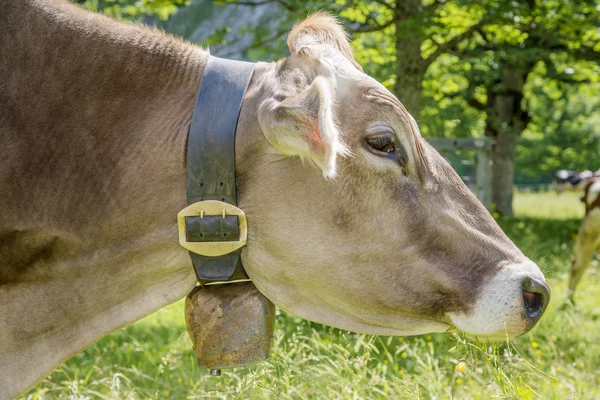 Profile of cow — Stock Photo, Image