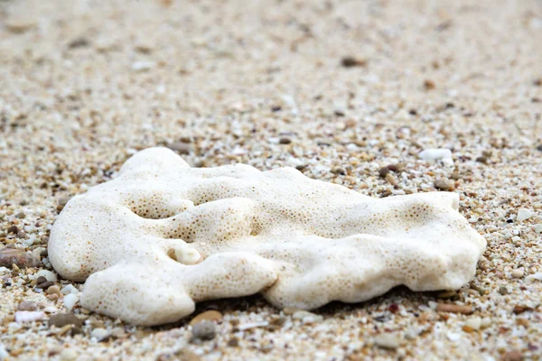 Oman beach sponge — Stock Photo, Image