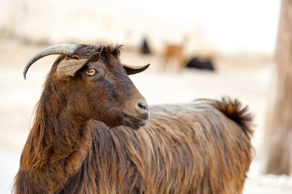 Omán cabra — Foto de Stock