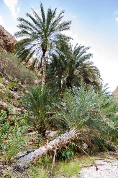 Wadi shab 阿曼 — 图库照片