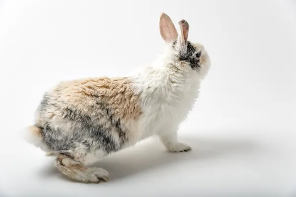 Rabbit on white — Stock Photo, Image