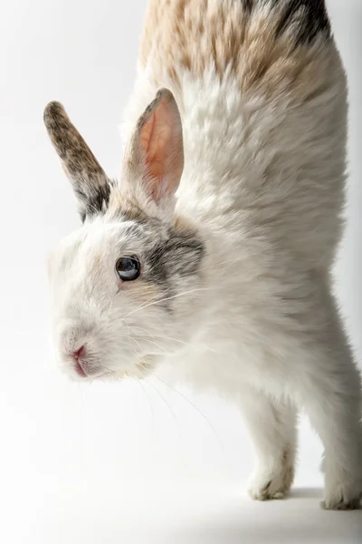 Rabbit on white — Stock Photo, Image