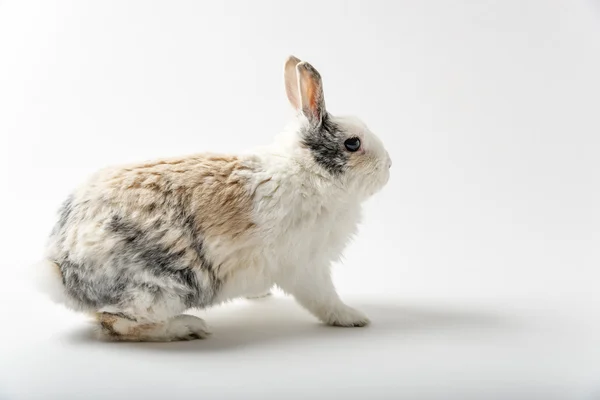 Rabbit on white — Stock Photo, Image