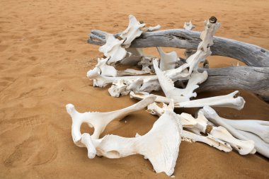 Animal bones in desert clipart
