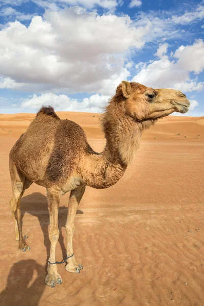 Camel in Wahiba Oman — Stock Photo, Image