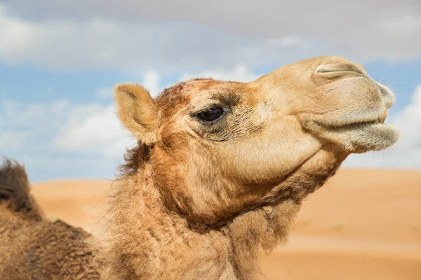 Camel i wahiba oman — Stockfoto