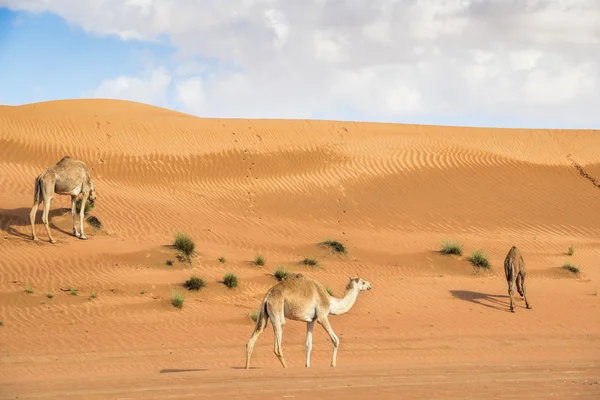 Верблюд в Вахиба-Омане — стоковое фото