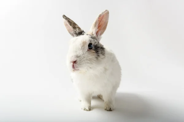 Rabbit on white — Stock Photo, Image