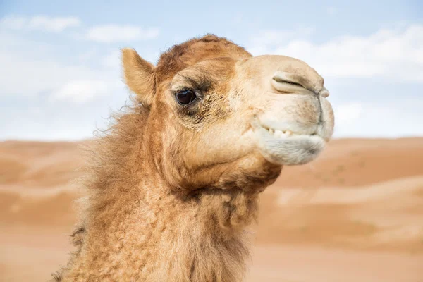 Camelo em Wahiba Omã — Fotografia de Stock
