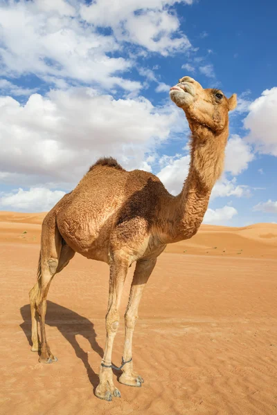 Camel i wahiba oman — Stockfoto