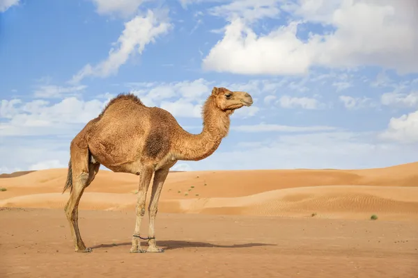 Camel i wahiba oman — Stockfoto