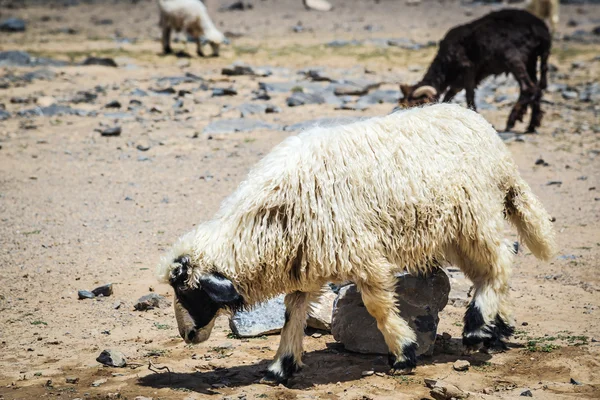 Sheep Jebel Shams — Stock Photo, Image