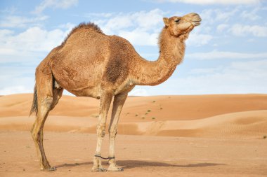 Camel in Wahiba Oman clipart