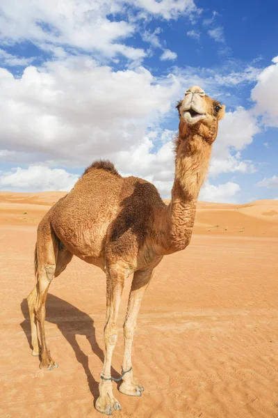 Camel i wahiba oman — Stockfoto