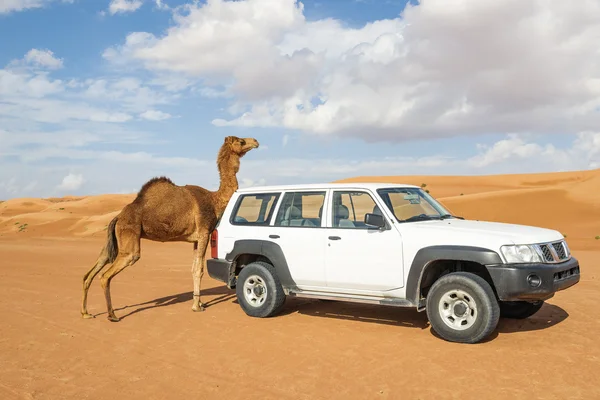 Camel rubs against a car — Stock Photo, Image