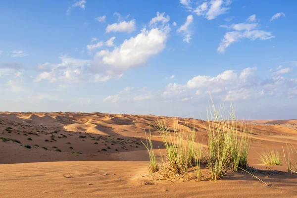 Desert gras Wahiba Oman — Stock Photo, Image