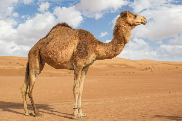 Camel i wahiba oman — Stockfoto