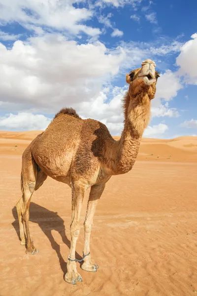 Camelo em Wahiba Omã — Fotografia de Stock