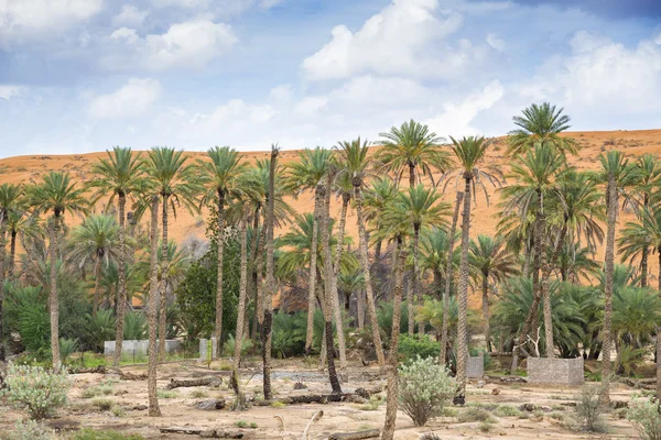 Оазис Аль haway Оман — стокове фото