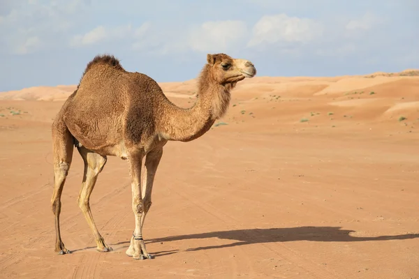 Верблюді в wahiba Оман — стокове фото