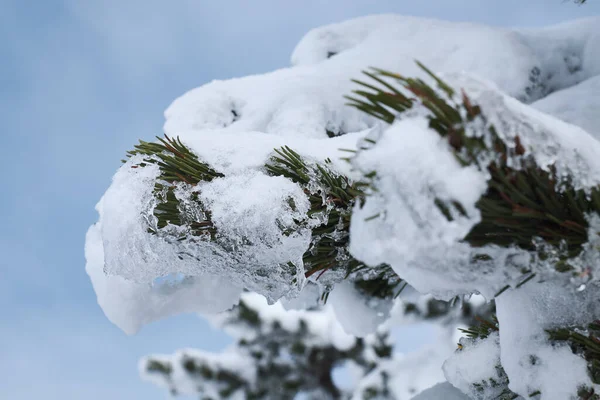 Close Uma Conífera Com Neve Montanha Wank Baviera Perto Garmisch — Fotografia de Stock