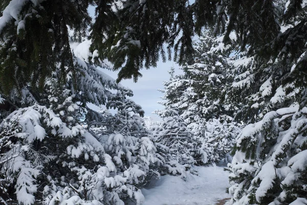 Pohled Hory Wank Stromy Sněhem Bavorsku Blízkosti Garmisch Partenkirchen Říjnu — Stock fotografie