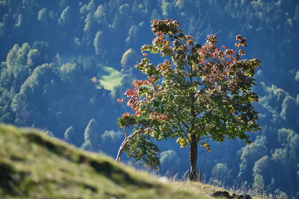 Одиночне Дерево Осіннім Листям Альпах Жовтні — стокове фото