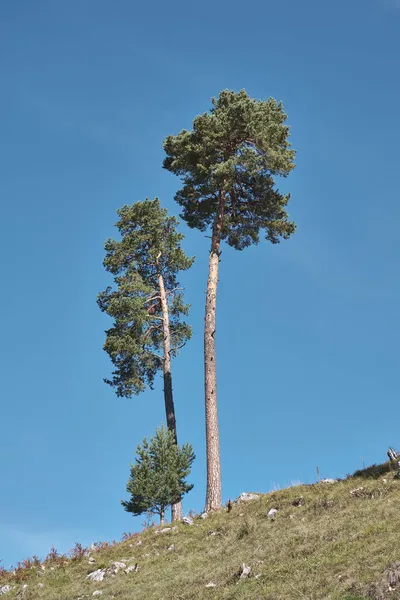 Trees Alps Garmisch Partenkirchen Bavaria October — Stock Photo, Image