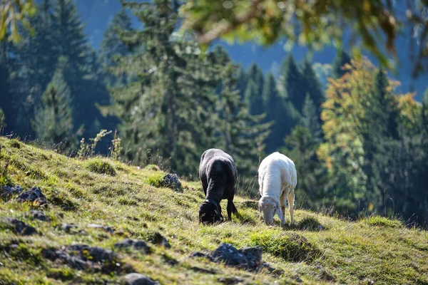 Egy Fehér Egy Fekete Bárány Egy Réten Alpokban Bajorországban Októberben — Stock Fotó