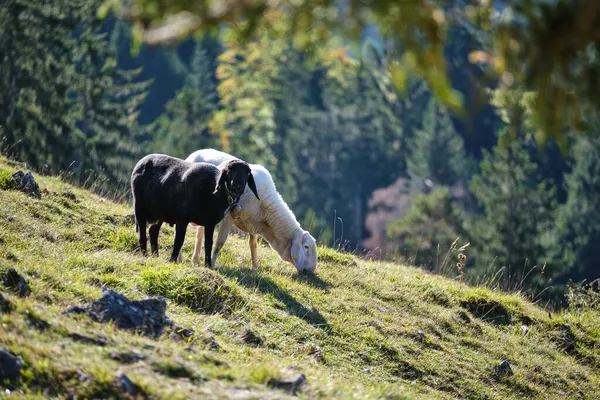 在巴伐利亚阿尔卑斯山的草地上 一只白羊和一只黑羊 — 图库照片
