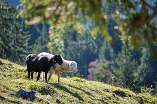 10月のバイエルンのアルプスの牧草地で白と黒の羊 — ストック写真