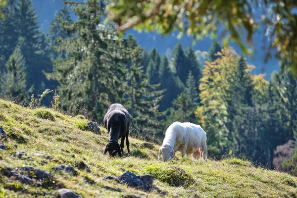 Uma Ovelha Branca Negra Prado Nos Alpes Baviera Outubro — Fotografia de Stock