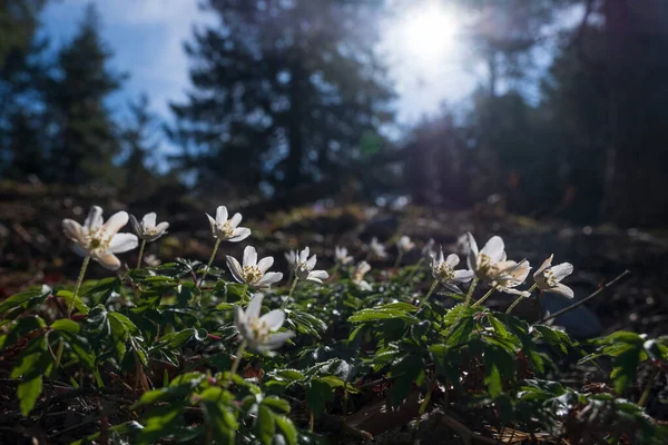 Flowers Sun Garmisch Partenkirchen Bavaria Springtime — Fotografia de Stock