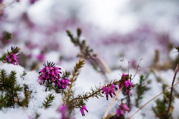 Flowers Snow Garmisch Partenkirchen Bavaria Springtime 图库图片